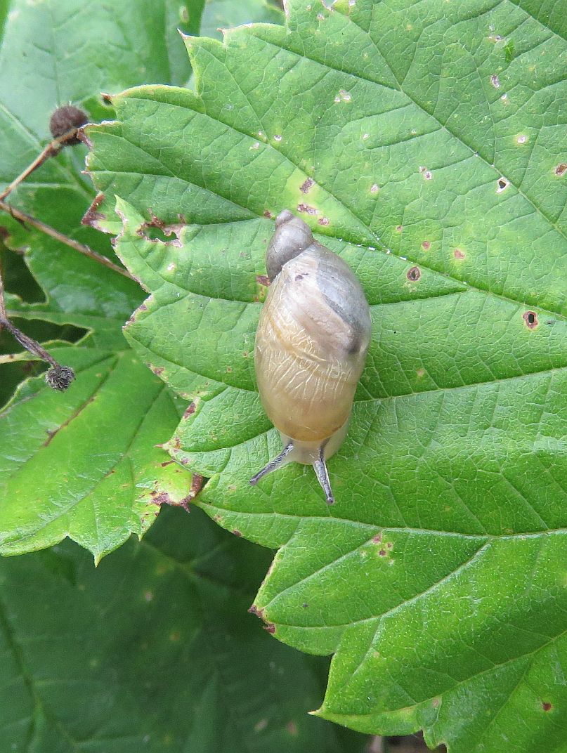  Amber Snail